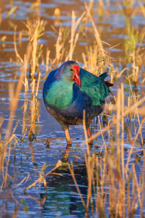 Grey-headed Swamphen