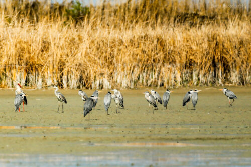 Grey Herons and a White Stork