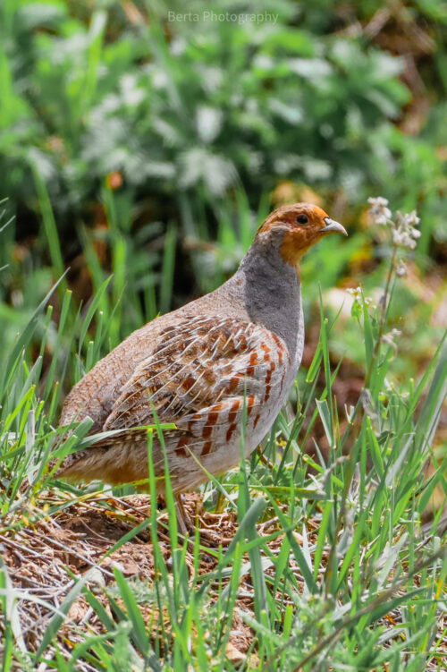 grey partridge