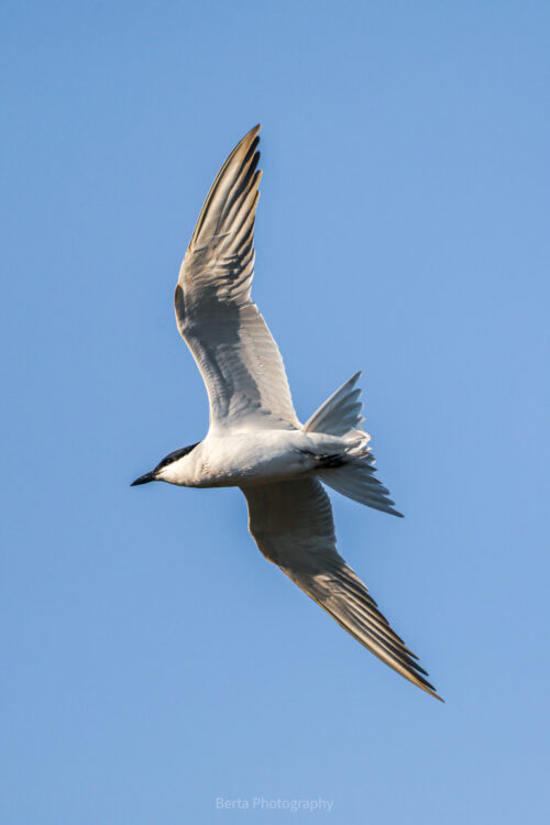 Gull-Billed Tern