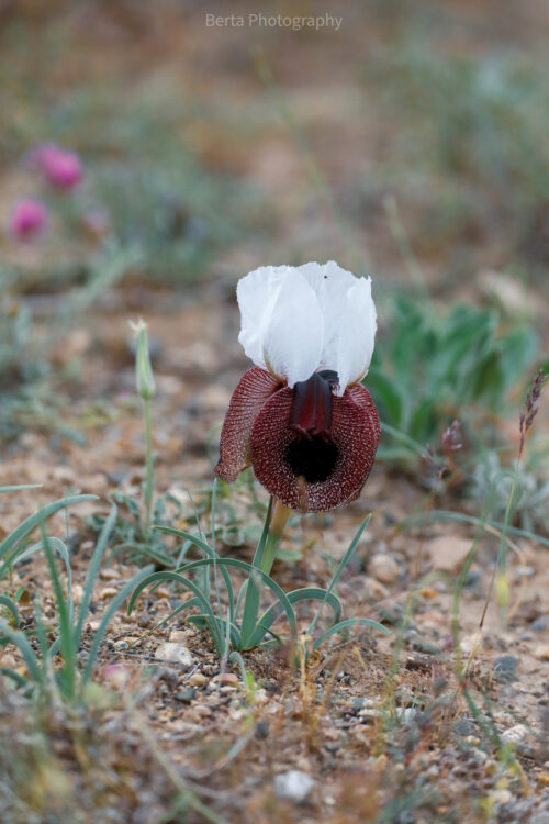 iris iberica subsp elegantissima