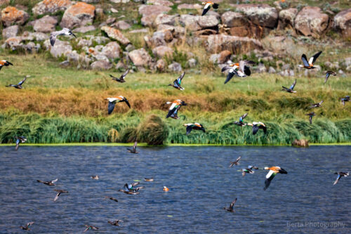 Lake Arpi national park