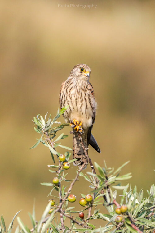 lesser kestrel