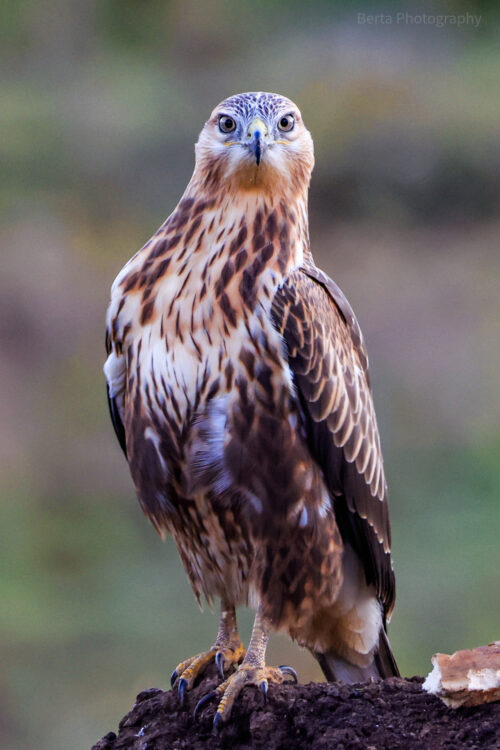 long legged buzzard