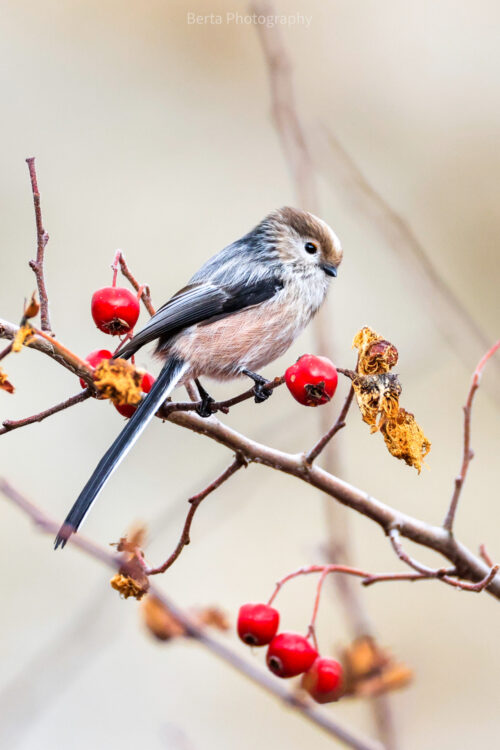 long tailed tit
