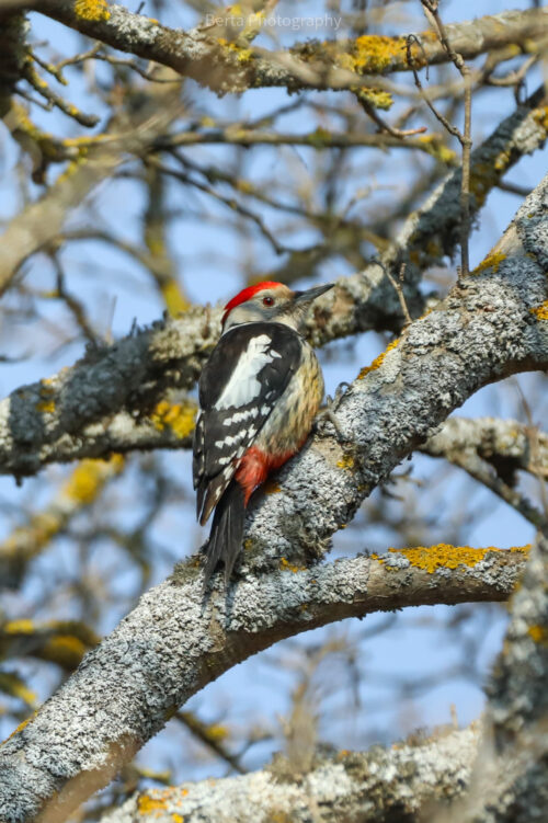 middle spotted woodpecker