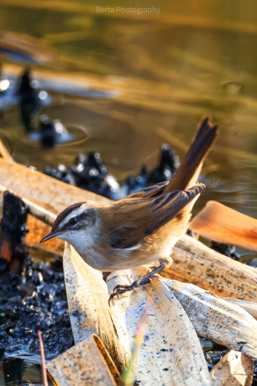 Moustached Warbler