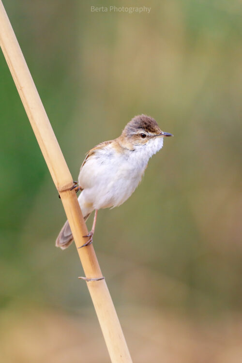 Paddyfield Warbler