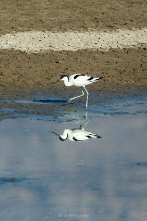 Pied Avocet