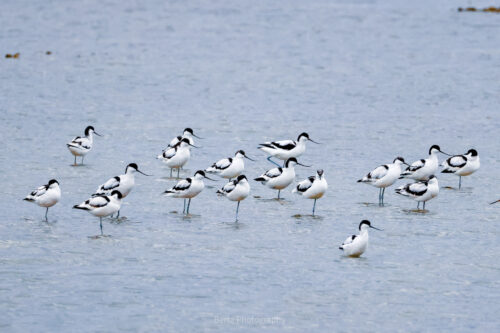 Pied Avocets