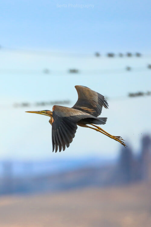Purple Heron