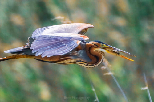 Purple Heron eating a Caspian Turtle