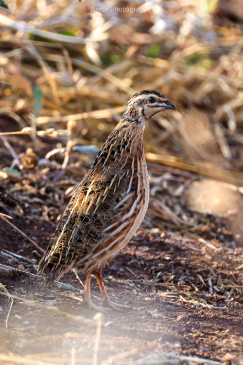 quail