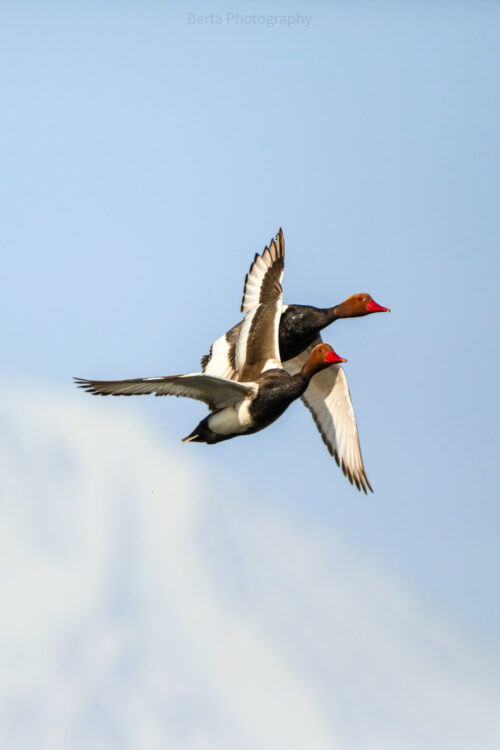 Red-Crested Pochards