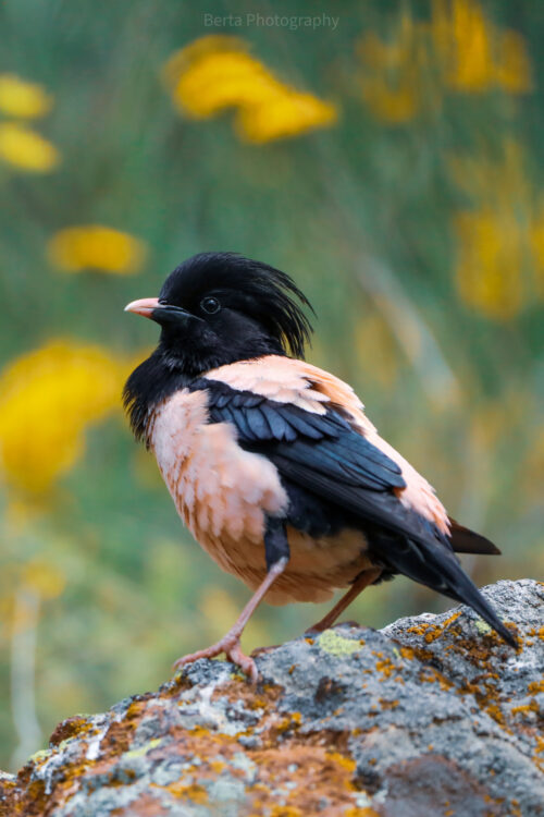 rosy starling