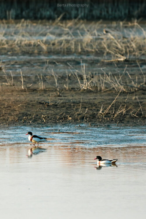 Shelducks