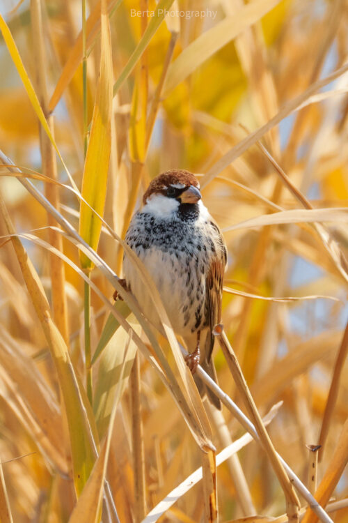 Spanish Sparrow