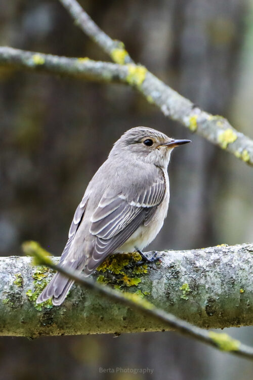 spotted flycatcher