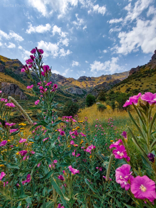spring in vayots dzor b