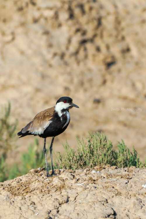 Spur-Winged Lapwing