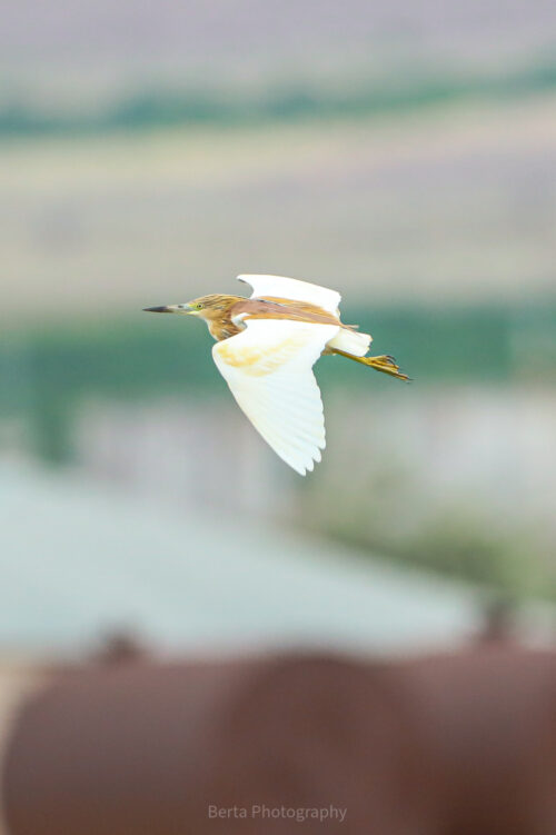 Squacco Heron