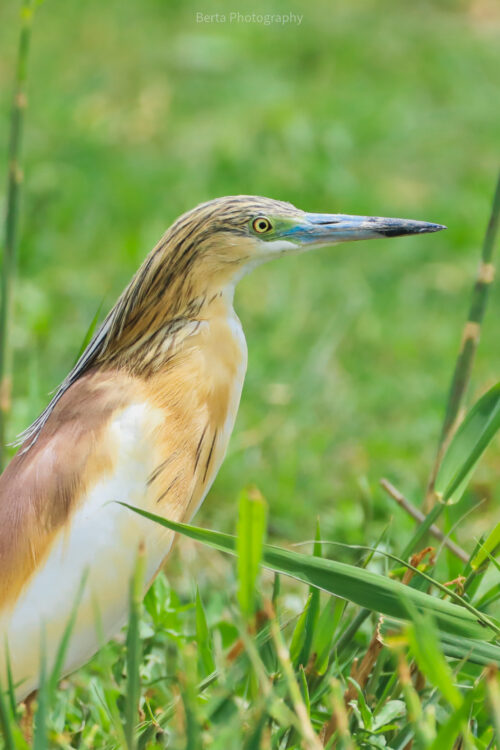 Squacco Heron