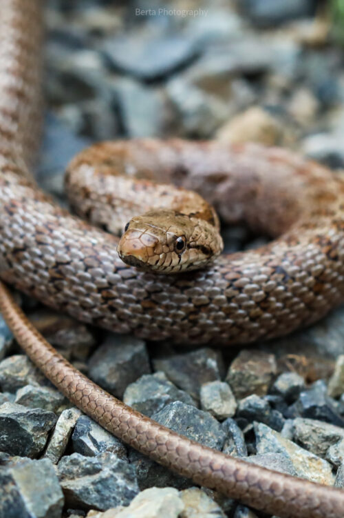 transcaucasian ratsnake
