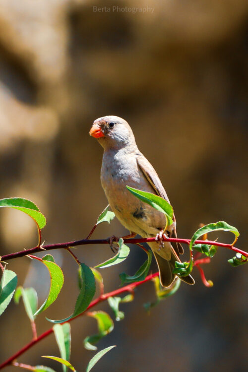 trumpeter finch