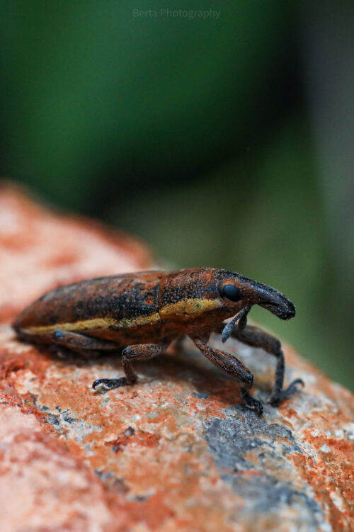 weevil