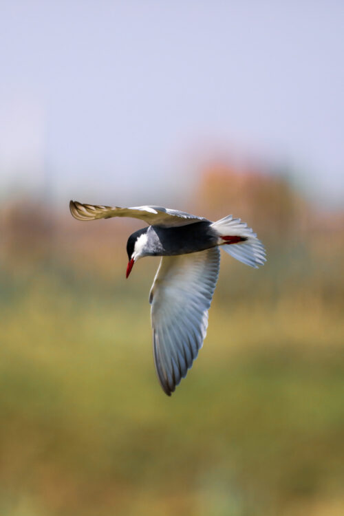 Whiskered-Tern