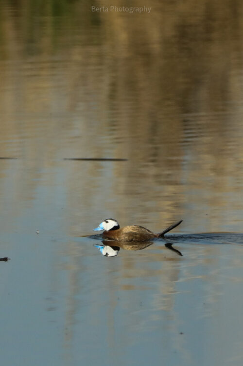 White-Headed Duck