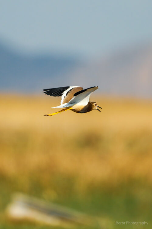 White-Tailed Lapwing