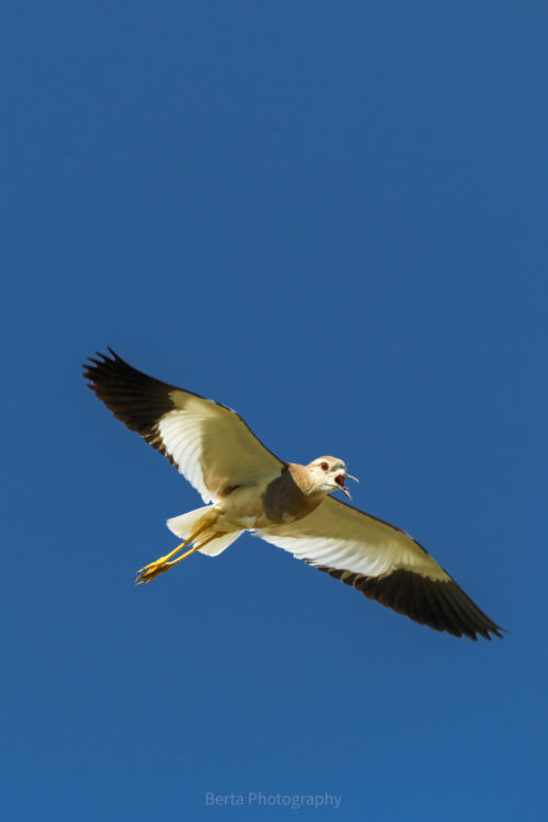 White-Tailed Lapwing