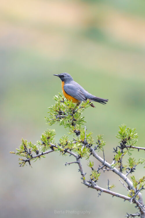 white throated robin