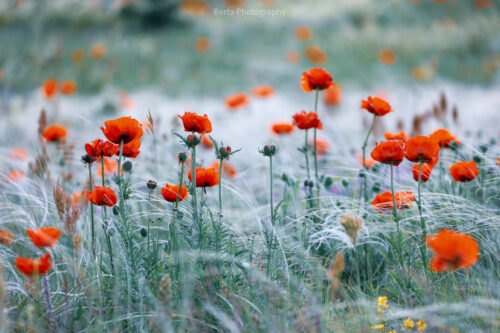wild poppies of ara mountain