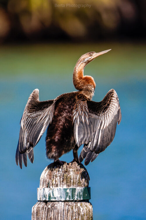 Australasian darter