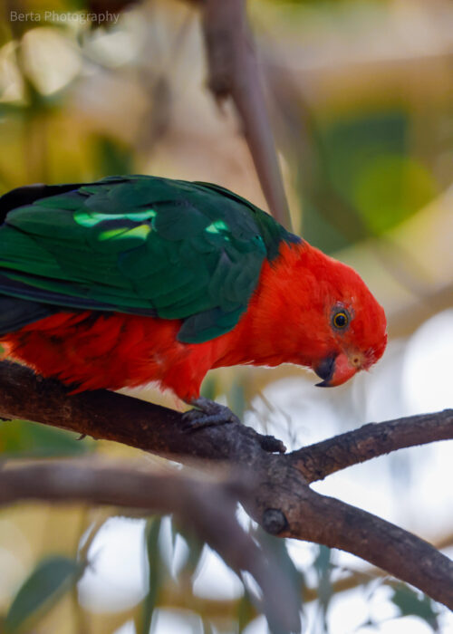 Australian king parrot