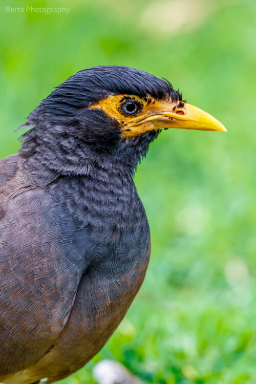 Common myna