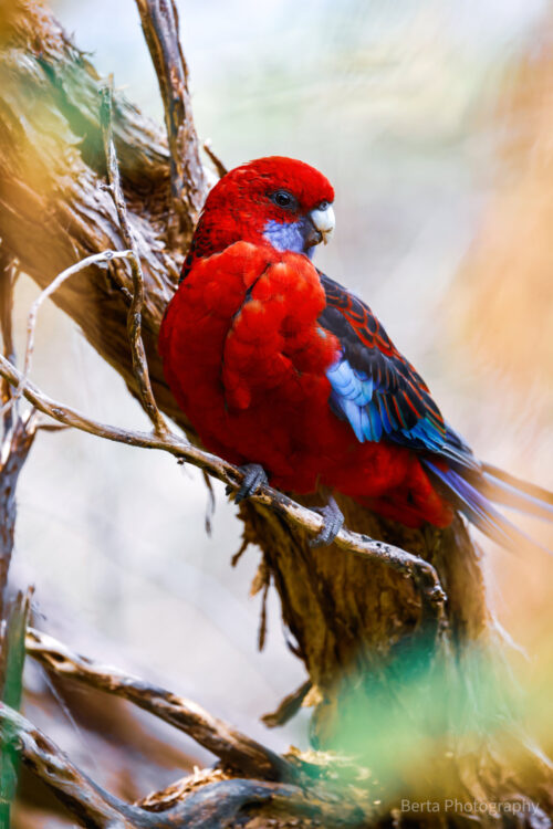 Crimson Rosella