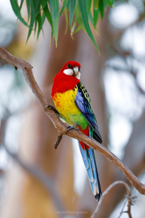Eastern rosella