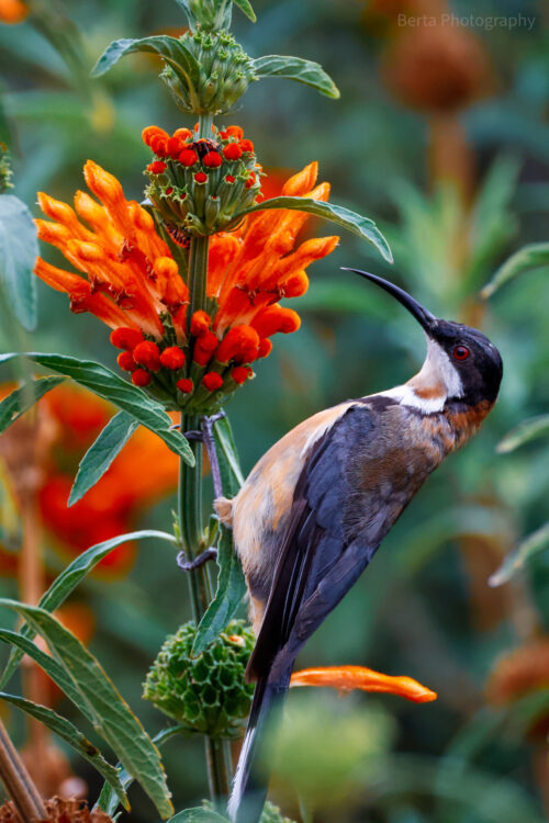 Eastern spinebill