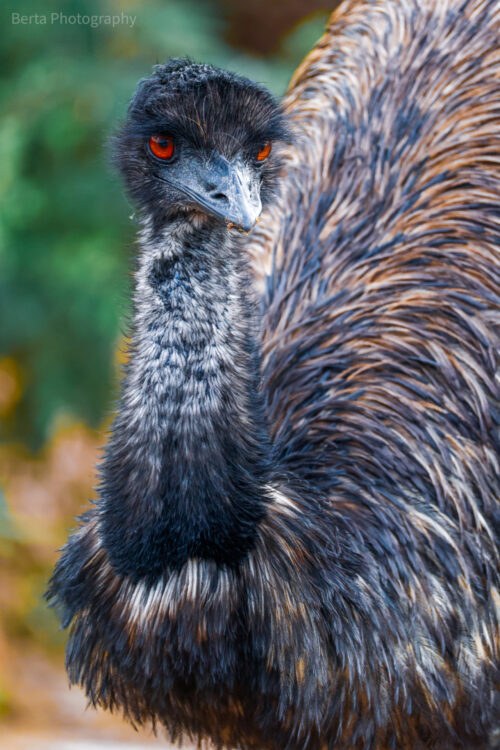 Emu