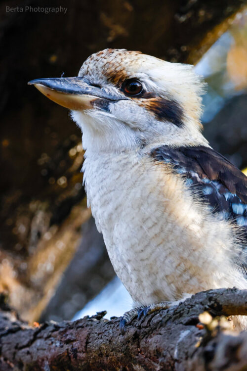 Kookaburra