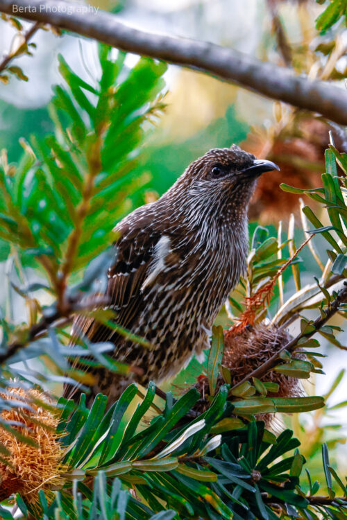Little wattlebird
