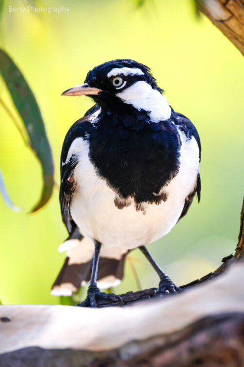 Magpie lark