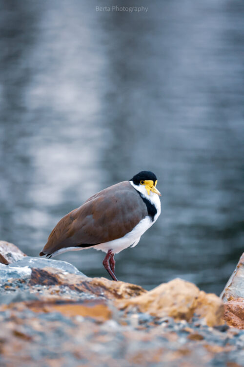 Masked lapwing