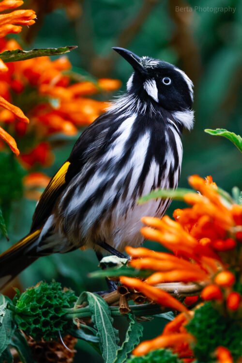 New Holland honeyeater