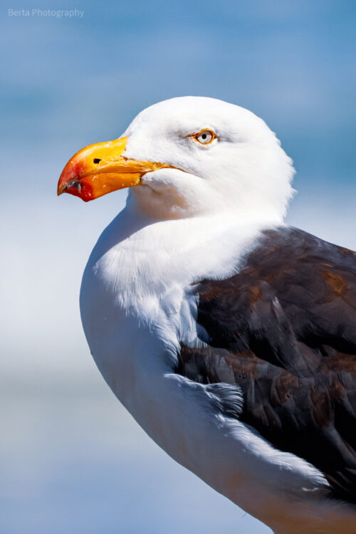 Pacific gull