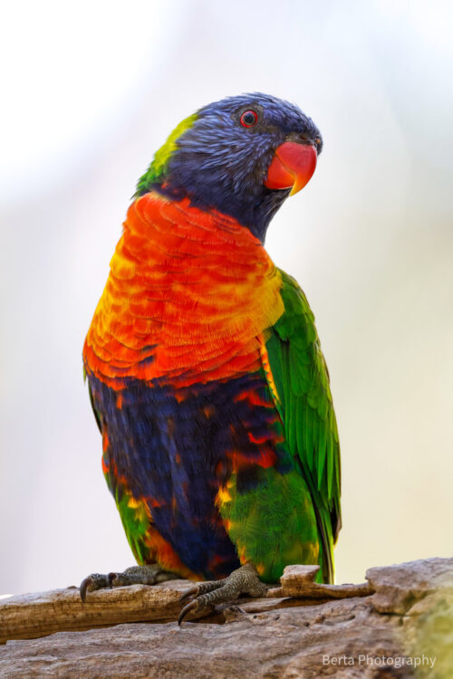 Rainbow lorikeet
