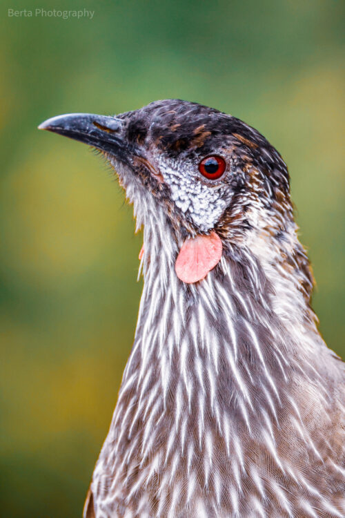 Red wattlebird